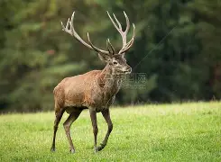 雄鹿祭出四人狂轰，碾压对手士气